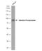 Alkaline Phosphatase, Biomineralization Associated antibody, NBP1-32948, Novus Biologicals, Western Blot image 