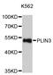 Perilipin 3 antibody, MBS129821, MyBioSource, Western Blot image 