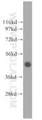 Transcription Factor Dp-2 antibody, 11500-1-AP, Proteintech Group, Western Blot image 