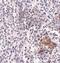 SHOC2 Leucine Rich Repeat Scaffold Protein antibody, PA5-20762, Invitrogen Antibodies, Immunohistochemistry frozen image 