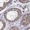 IQ Motif Containing H antibody, NBP1-82300, Novus Biologicals, Immunohistochemistry paraffin image 