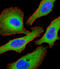 TSC Complex Subunit 2 antibody, abx032809, Abbexa, Immunofluorescence image 