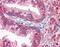 ATP Binding Cassette Subfamily C Member 4 antibody, 51-096, ProSci, Immunohistochemistry frozen image 