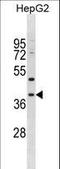 239AB antibody, LS-C157969, Lifespan Biosciences, Western Blot image 