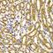Serine/threonine-protein kinase WNK3 antibody, orb167436, Biorbyt, Immunohistochemistry paraffin image 