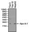 Apolipoprotein A1 antibody, MA5-14670, Invitrogen Antibodies, Western Blot image 