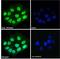 HEXIM P-TEFb Complex Subunit 1 antibody, GTX89214, GeneTex, Immunofluorescence image 