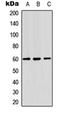 Zinc Finger C3HC-Type Containing 1 antibody, orb315746, Biorbyt, Western Blot image 