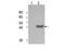 Indoleamine 2,3-Dioxygenase 1 antibody, TA319542, Origene, Western Blot image 