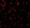 Defender Against Cell Death 1 antibody, GTX85083, GeneTex, Immunofluorescence image 