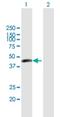 Ermin antibody, H00057471-B01P, Novus Biologicals, Western Blot image 