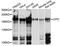 Carboxypeptidase D antibody, abx125708, Abbexa, Western Blot image 