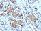 Glycophorin A (MNS Blood Group) antibody, GTX02648, GeneTex, Immunohistochemistry paraffin image 