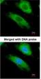 NAD(P)H Quinone Dehydrogenase 1 antibody, NBP1-31355, Novus Biologicals, Immunofluorescence image 