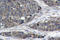 Nuclear Factor Kappa B Subunit 1 antibody, LS-C177679, Lifespan Biosciences, Immunohistochemistry frozen image 