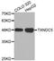 Thioredoxin domain-containing protein 5 antibody, STJ25997, St John