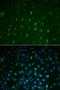 Integrin Subunit Alpha 2b antibody, orb167512, Biorbyt, Immunofluorescence image 