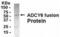 Adenylate Cyclase 6 antibody, XW-7717, ProSci, Western Blot image 