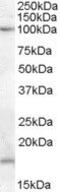  antibody, PA5-18868, Invitrogen Antibodies, Western Blot image 