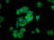 Solute Carrier Family 26 Member 6 antibody, LS-C674106, Lifespan Biosciences, Immunofluorescence image 