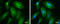 Myosin Heavy Chain 10 antibody, MA5-27767, Invitrogen Antibodies, Immunofluorescence image 