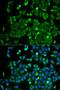 Neurofibromin 2 antibody, orb247260, Biorbyt, Immunofluorescence image 