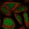 WD Repeat Domain 19 antibody, HPA039616, Atlas Antibodies, Immunofluorescence image 