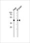 TAR DNA Binding Protein antibody, MBS9201876, MyBioSource, Western Blot image 