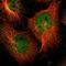Zinc Finger Protein 44 antibody, HPA003146, Atlas Antibodies, Immunocytochemistry image 