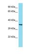 KAT8 regulatory NSL complex subunit 2 antibody, orb326777, Biorbyt, Western Blot image 