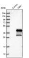 GTP Binding Protein Overexpressed In Skeletal Muscle antibody, NBP1-81350, Novus Biologicals, Western Blot image 