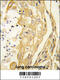 Htk antibody, 63-061, ProSci, Immunohistochemistry paraffin image 