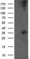 T-cell surface glycoprotein CD1c antibody, LS-C337876, Lifespan Biosciences, Western Blot image 