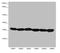 Transmembrane P24 Trafficking Protein 10 antibody, LS-C676603, Lifespan Biosciences, Western Blot image 