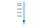 Phospholipase A2 Group XIIA antibody, PA5-69189, Invitrogen Antibodies, Western Blot image 