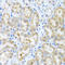 Inhibin Subunit Beta C antibody, LS-C349241, Lifespan Biosciences, Immunohistochemistry paraffin image 