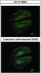 Chromosome 8 Open Reading Frame 48 antibody, GTX119961, GeneTex, Immunocytochemistry image 