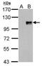 Forkhead Box M1 antibody, PA5-27622, Invitrogen Antibodies, Western Blot image 