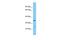 Phosphatidylinositide phosphatase SAC1 antibody, PA5-42961, Invitrogen Antibodies, Western Blot image 