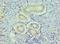 Histone Deacetylase 8 antibody, orb352475, Biorbyt, Immunohistochemistry paraffin image 