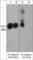 Catenin Delta 1 antibody, CM3541, ECM Biosciences, Western Blot image 