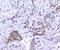 Lectin, Mannose Binding 1 antibody, A03628-1, Boster Biological Technology, Immunohistochemistry paraffin image 