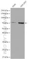 Nuclear Respiratory Factor 1 antibody, 12482-1-AP, Proteintech Group, Western Blot image 