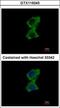 Zinc Finger Protein 598 antibody, GTX119245, GeneTex, Immunofluorescence image 