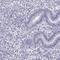 MRG Domain Binding Protein antibody, PA5-53534, Invitrogen Antibodies, Immunohistochemistry frozen image 