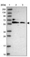 MYC Associated Zinc Finger Protein antibody, PA5-61710, Invitrogen Antibodies, Western Blot image 