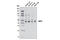 WD Repeat Domain, Phosphoinositide Interacting 1 antibody, 12124S, Cell Signaling Technology, Western Blot image 