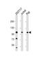 RE1 Silencing Transcription Factor antibody, 58-859, ProSci, Western Blot image 
