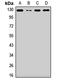 NCK Associated Protein 1 antibody, LS-C668118, Lifespan Biosciences, Western Blot image 