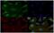 Transmembrane BAX Inhibitor Motif Containing 6 antibody, MA1-41678, Invitrogen Antibodies, Immunofluorescence image 